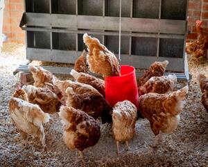nutricion animal aves